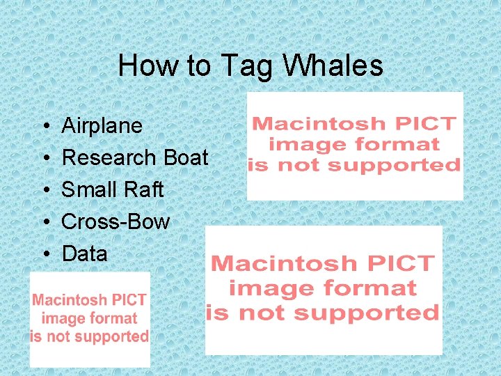 How to Tag Whales • • • Airplane Research Boat Small Raft Cross-Bow Data