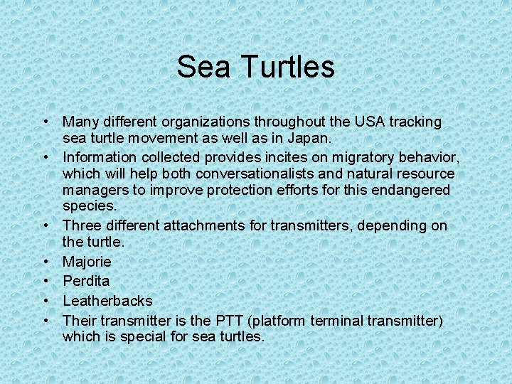 Sea Turtles • Many different organizations throughout the USA tracking sea turtle movement as