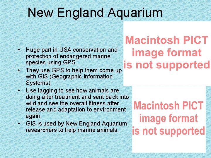 New England Aquarium • Huge part in USA conservation and protection of endangered marine