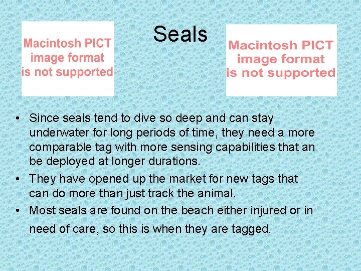 Seals • Since seals tend to dive so deep and can stay underwater for