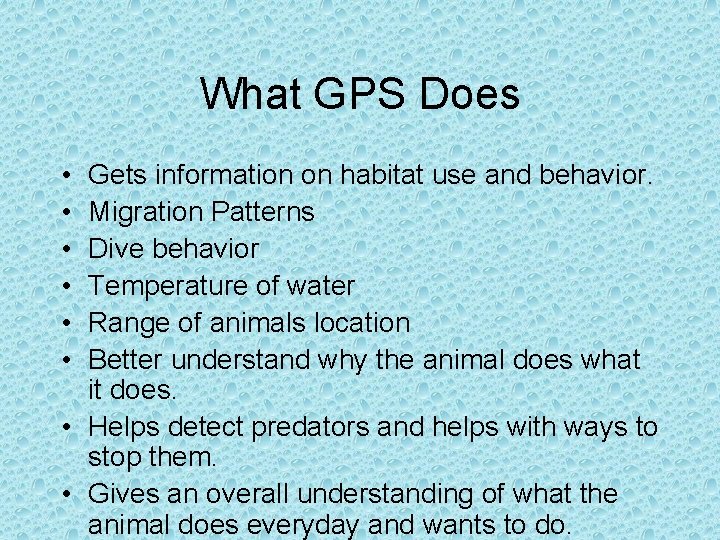 What GPS Does • • • Gets information on habitat use and behavior. Migration