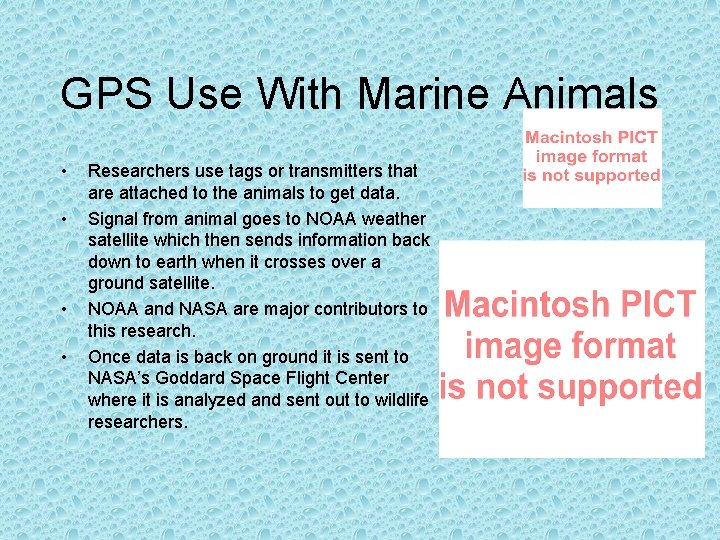 GPS Use With Marine Animals • • Researchers use tags or transmitters that are