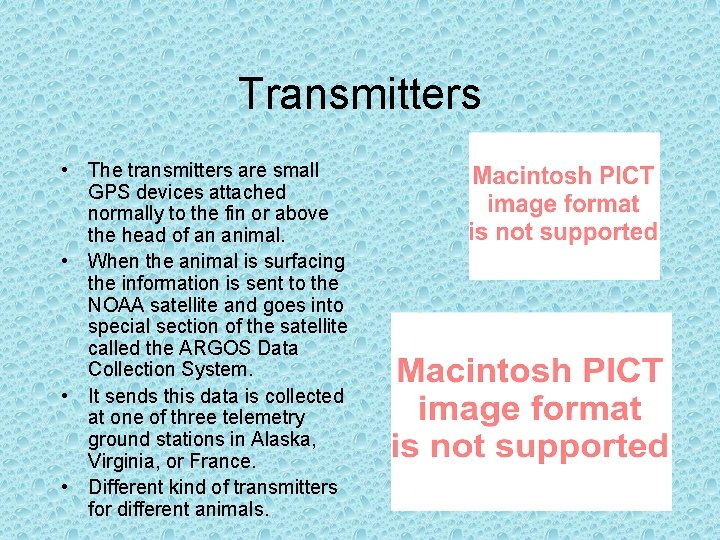 Transmitters • The transmitters are small GPS devices attached normally to the fin or