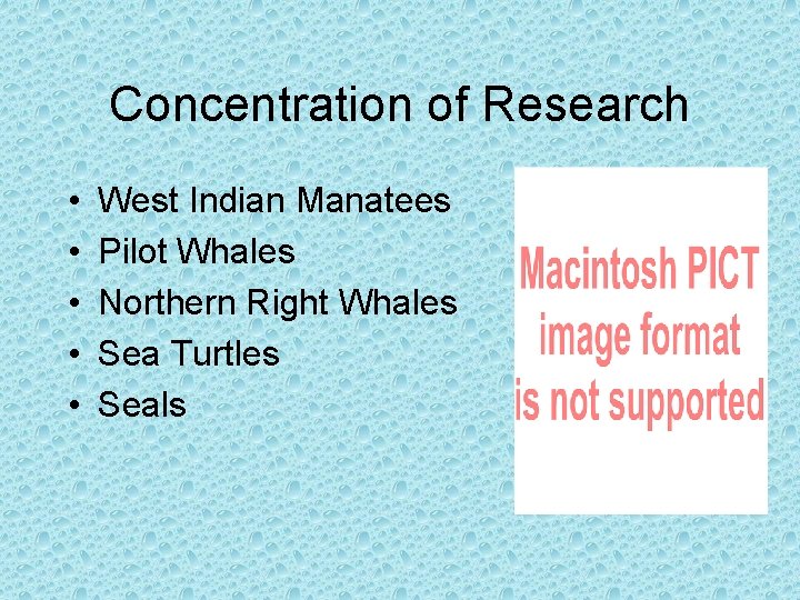 Concentration of Research • • • West Indian Manatees Pilot Whales Northern Right Whales