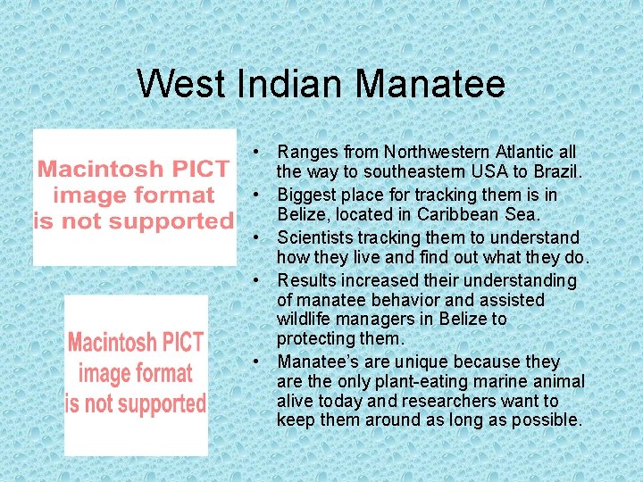 West Indian Manatee • Ranges from Northwestern Atlantic all the way to southeastern USA