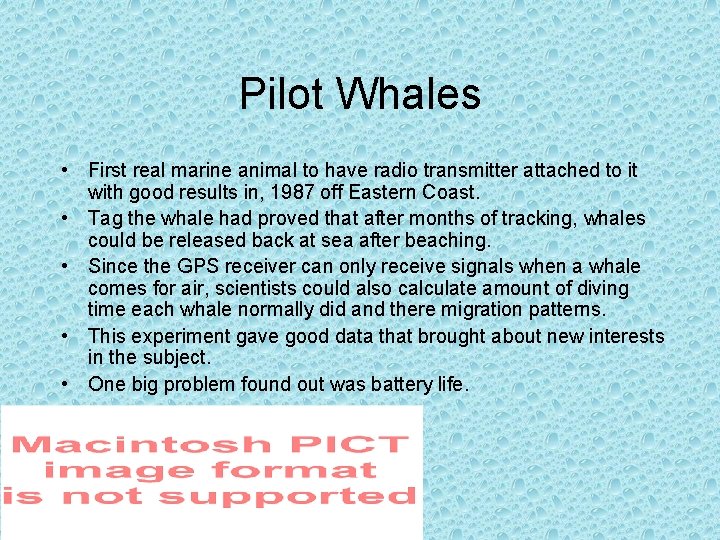 Pilot Whales • First real marine animal to have radio transmitter attached to it