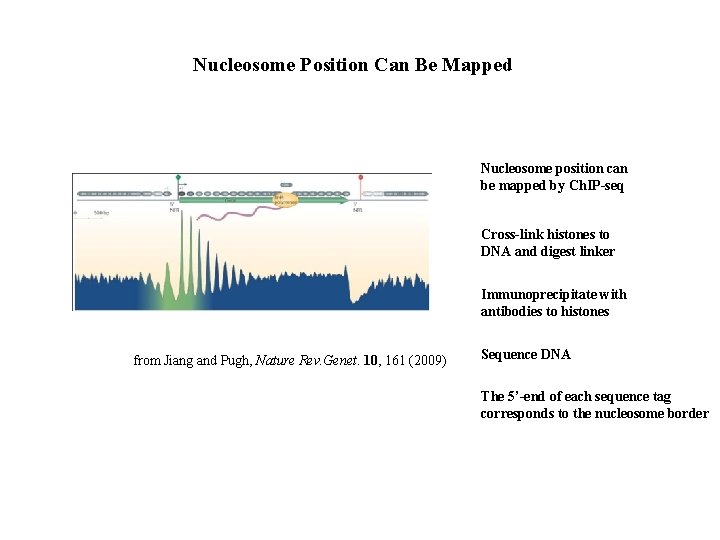 Nucleosome Position Can Be Mapped Nucleosome position can be mapped by Ch. IP-seq Cross-link