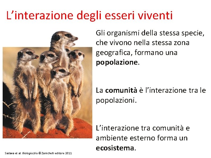 L’interazione degli esseri viventi Gli organismi della stessa specie, che vivono nella stessa zona