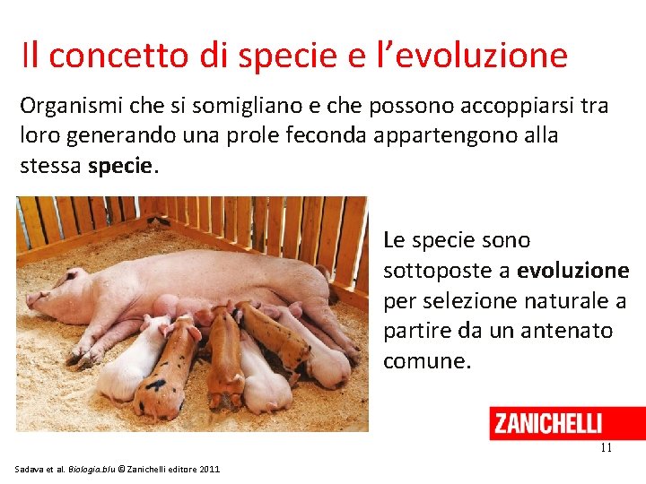 Il concetto di specie e l’evoluzione Organismi che si somigliano e che possono accoppiarsi