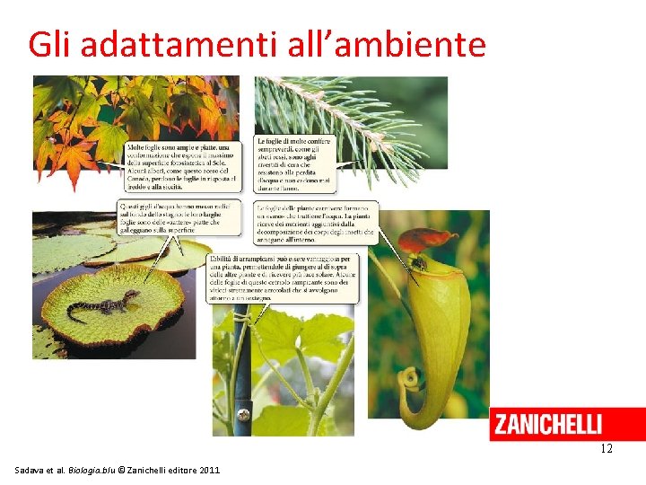Gli adattamenti all’ambiente 12 Sadava et al. Biologia. blu © Zanichelli editore 2011 
