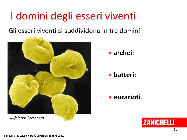 I domini degli esseri viventi Gli esseri viventi si suddividono in tre domini: archei;