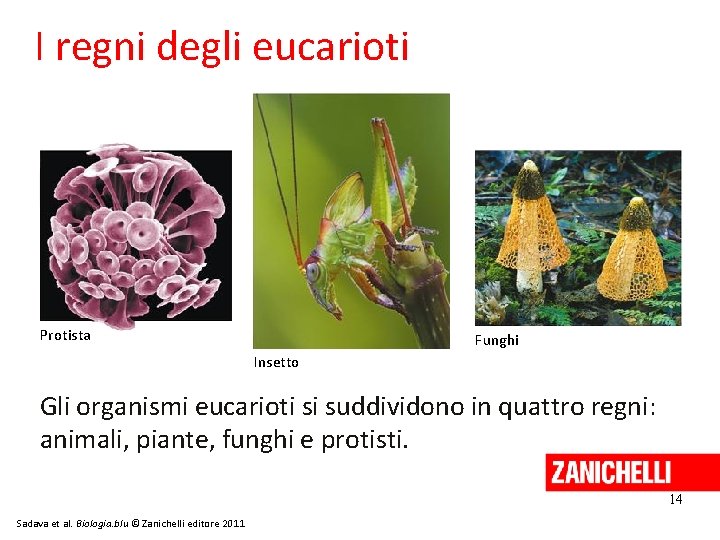 I regni degli eucarioti Protista Funghi Insetto Gli organismi eucarioti si suddividono in quattro