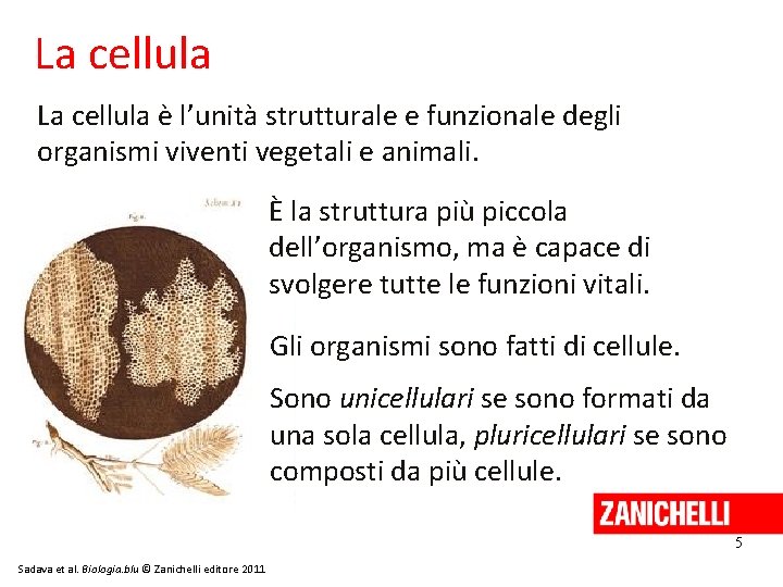 La cellula è l’unità strutturale e funzionale degli organismi viventi vegetali e animali. È