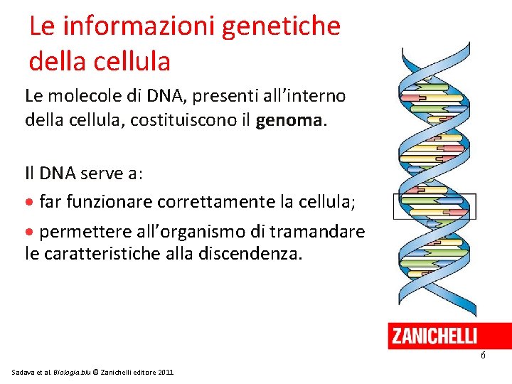 Le informazioni genetiche della cellula Le molecole di DNA, presenti all’interno della cellula, costituiscono