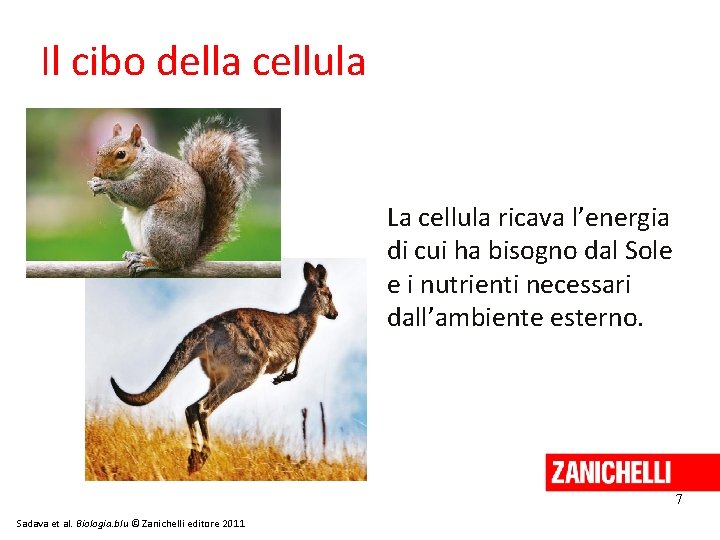 Il cibo della cellula La cellula ricava l’energia di cui ha bisogno dal Sole
