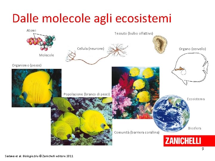 Dalle molecole agli ecosistemi Atomi Tessuto (bulbo olfattivo) Cellula (neurone) Organo (cervello) Molecole Organismo
