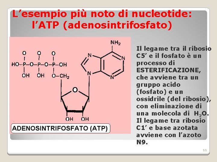 L’esempio più noto di nucleotide: l’ATP (adenosintrifosfato) Il legame tra il ribosio C 5’