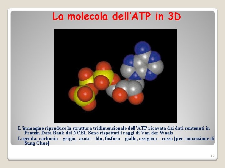 La molecola dell’ATP in 3 D L’immagine riproduce la struttura tridimensionale dell’ATP ricavata dai