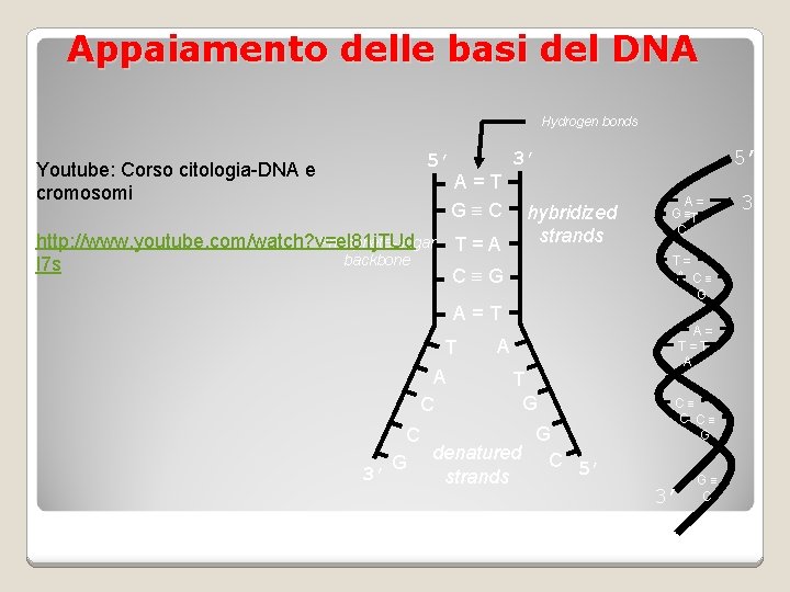 Appaiamento delle basi del DNA Hydrogen bonds Youtube: Corso citologia-DNA e cromosomi 5’ A=T