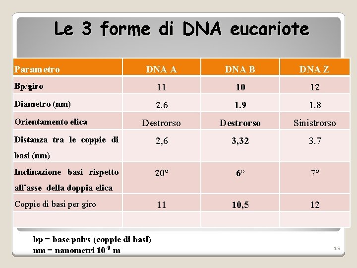 Le 3 forme di DNA eucariote Parametro DNA A DNA B DNA Z Bp/giro