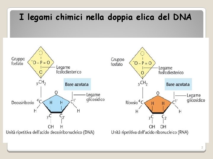 I legami chimici nella doppia elica del DNA 2 