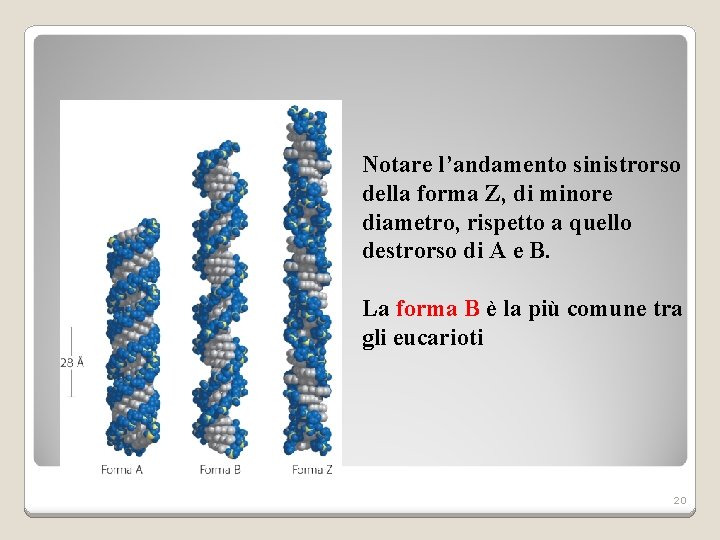 Notare l’andamento sinistrorso della forma Z, di minore diametro, rispetto a quello destrorso di