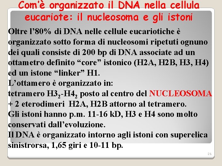 Com’è organizzato il DNA nella cellula eucariote: il nucleosoma e gli istoni Oltre l’