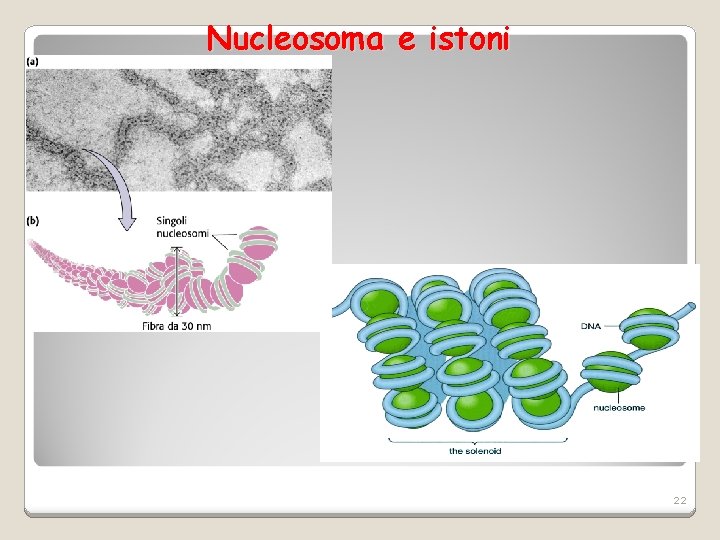 Nucleosoma e istoni 22 