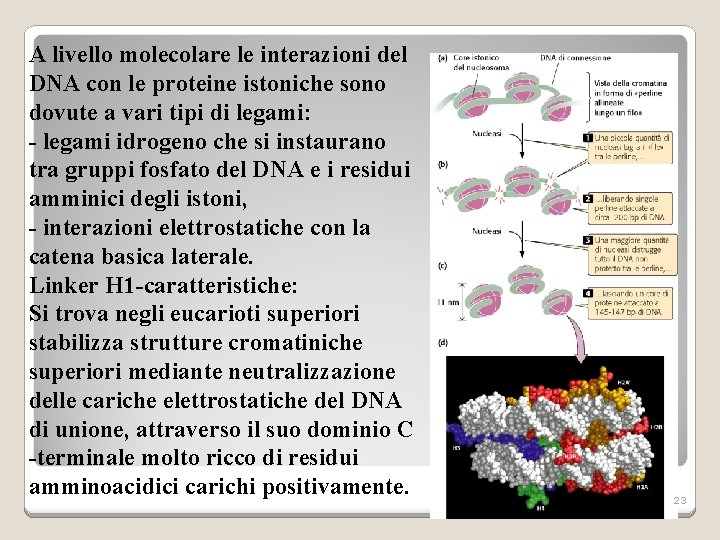A livello molecolare le interazioni del DNA con le proteine istoniche sono dovute a