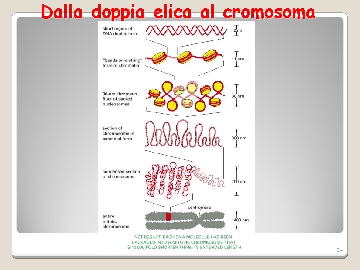 Dalla doppia elica al cromosoma 24 