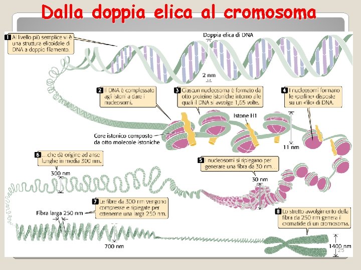Dalla doppia elica al cromosoma 25 