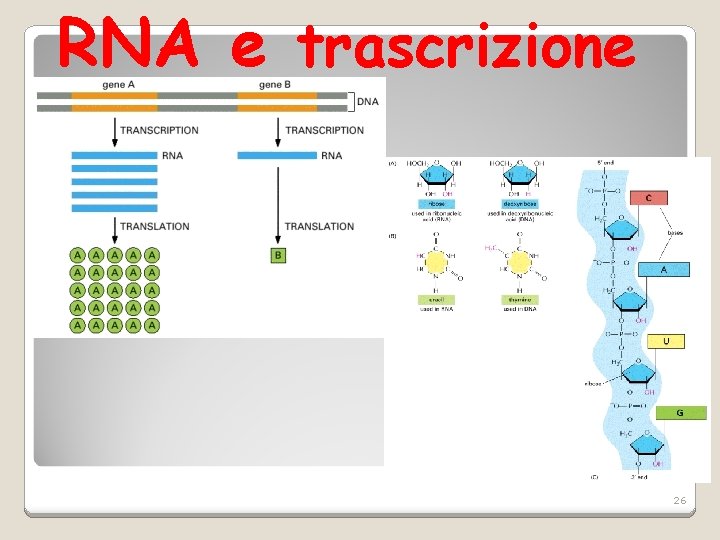 RNA e trascrizione 26 