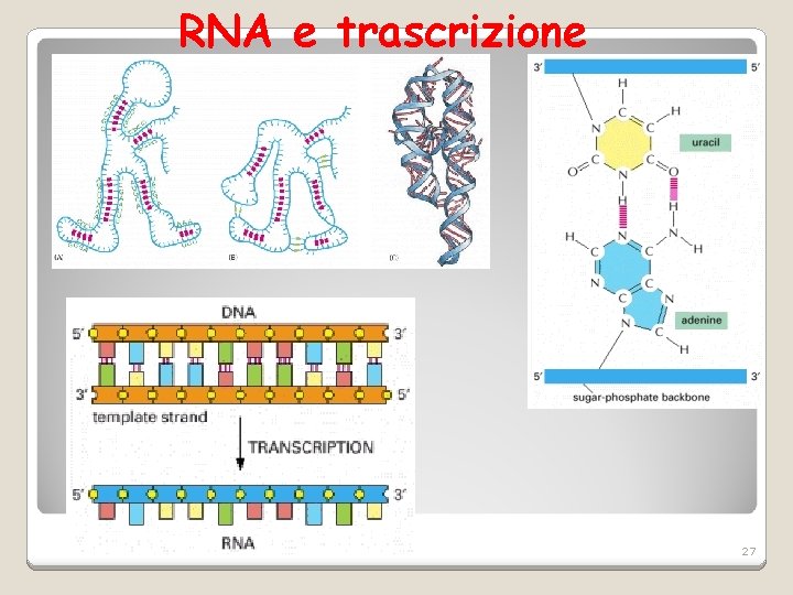 RNA e trascrizione 27 