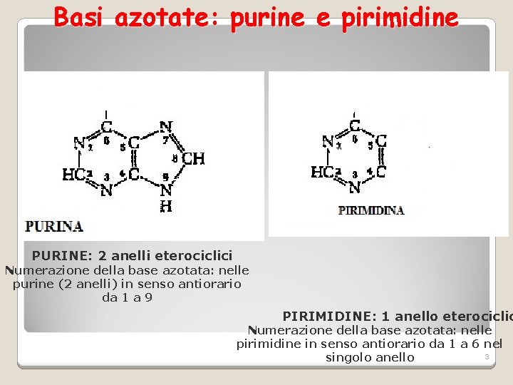 Basi azotate: purine e pirimidine PURINE: 2 anelli eterociclici Numerazione della base azotata: nelle