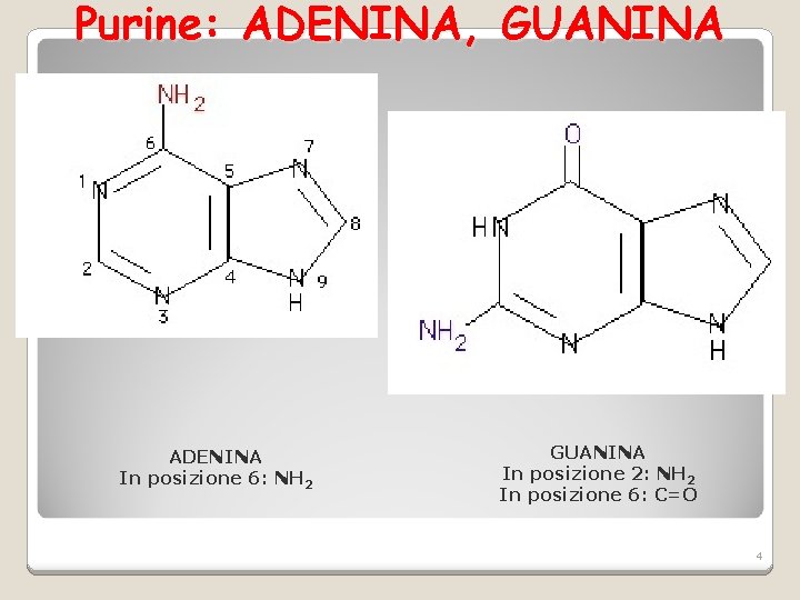 Purine: ADENINA, GUANINA ADENINA In posizione 6: NH 2 GUANINA In posizione 2: NH