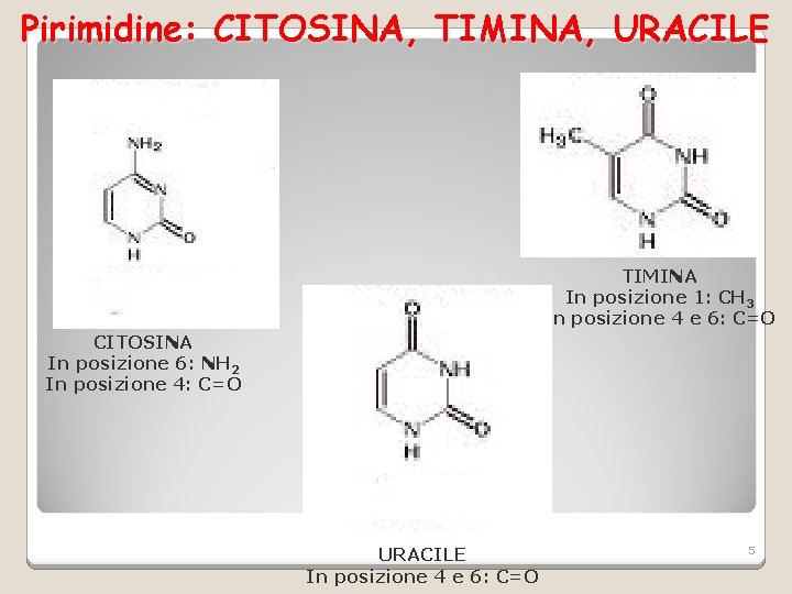 Pirimidine: CITOSINA, TIMINA, URACILE TIMINA In posizione 1: CH 3 In posizione 4 e