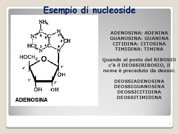 Esempio di nucleoside ADENOSINA: ADENINA GUANOSINA: GUANINA CITIDINA: CITOSINA TIMIDINA: TIMINA Quando al posto