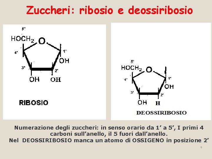 Zuccheri: ribosio e deossiribosio Numerazione degli zuccheri: in senso orario da 1’ a 5’,