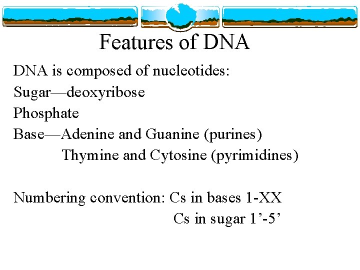 Features of DNA is composed of nucleotides: Sugar—deoxyribose Phosphate Base—Adenine and Guanine (purines) Thymine
