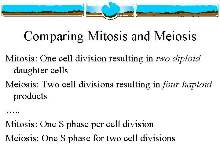 Comparing Mitosis and Meiosis Mitosis: One cell division resulting in two diploid daughter cells
