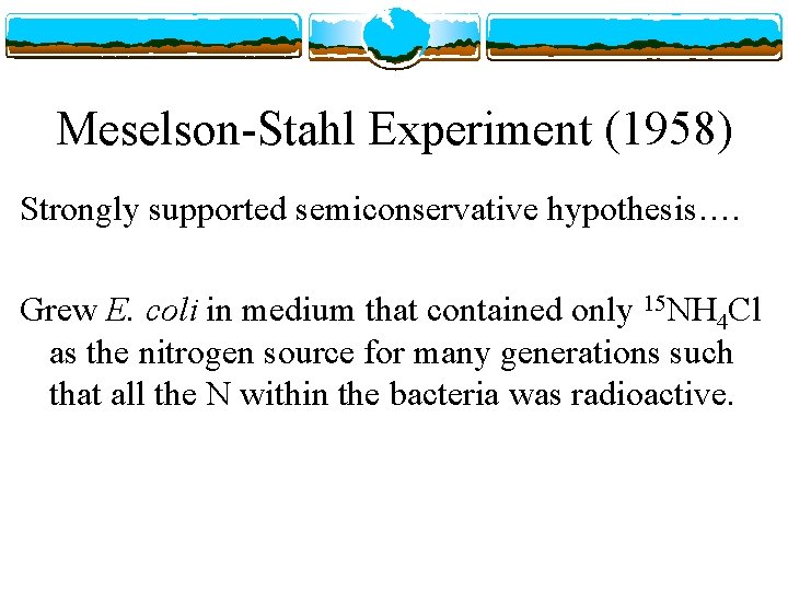 Meselson-Stahl Experiment (1958) Strongly supported semiconservative hypothesis…. Grew E. coli in medium that contained