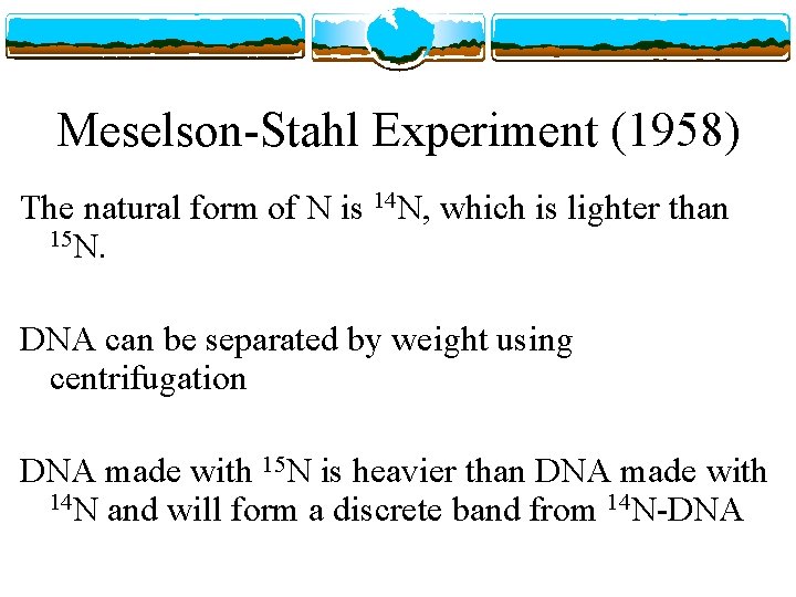 Meselson-Stahl Experiment (1958) The natural form of N is 14 N, which is lighter