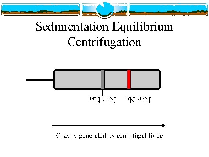 Sedimentation Equilibrium Centrifugation 14 N /14 N 15 N /15 N Gravity generated by