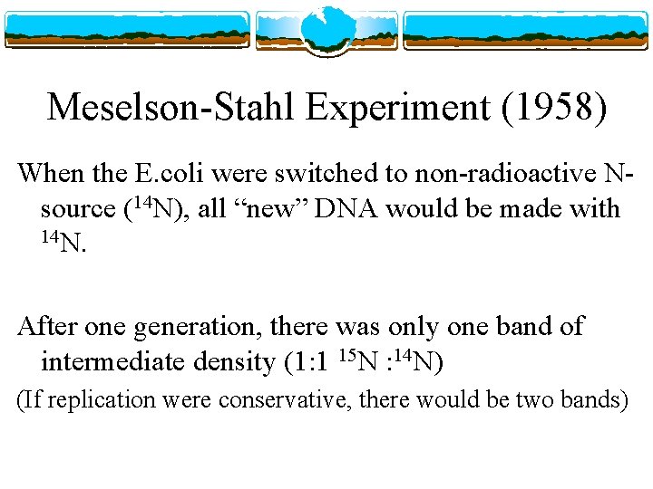 Meselson-Stahl Experiment (1958) When the E. coli were switched to non-radioactive Nsource (14 N),