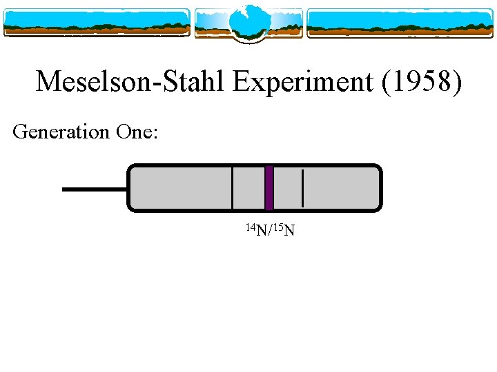 Meselson-Stahl Experiment (1958) Generation One: 14 N/15 N 