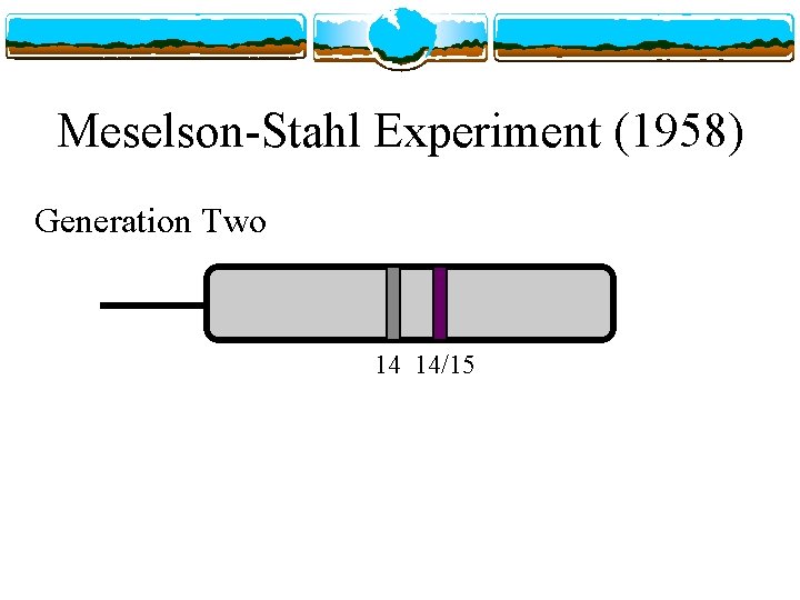 Meselson-Stahl Experiment (1958) Generation Two 14 14/15 