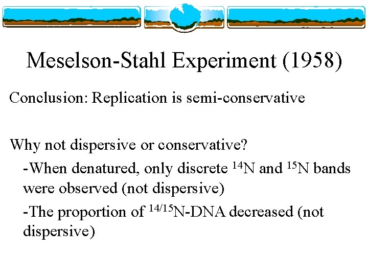 Meselson-Stahl Experiment (1958) Conclusion: Replication is semi-conservative Why not dispersive or conservative? -When denatured,