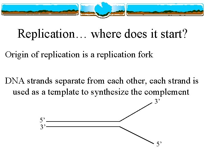 Replication… where does it start? Origin of replication is a replication fork DNA strands