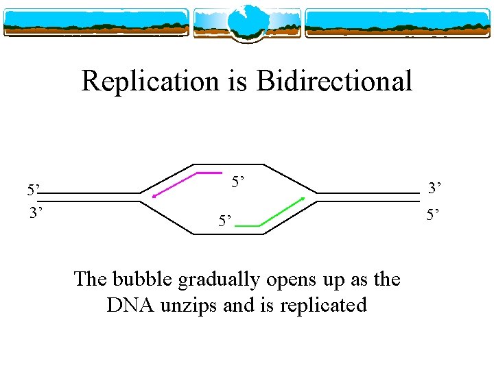 Replication is Bidirectional 5’ 3’ 5’ 5’ The bubble gradually opens up as the