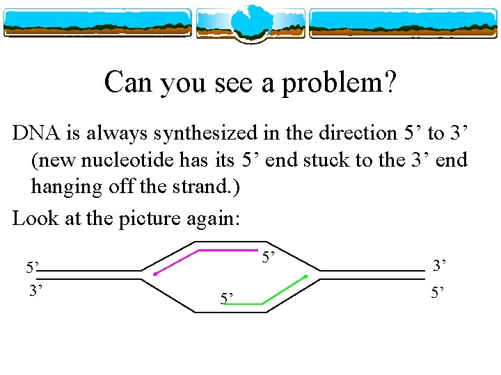 Can you see a problem? DNA is always synthesized in the direction 5’ to